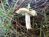 Inocybe xanthomelas image