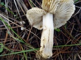 Inocybe xanthomelas image