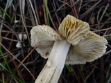 Inocybe xanthomelas image