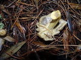 Tricholoma saponaceum image