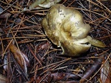 Tricholoma saponaceum image