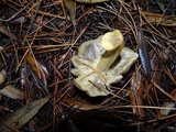 Tricholoma saponaceum image