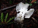 Hygrophorus ponderatus image