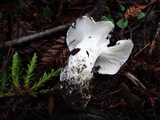 Hygrophorus ponderatus image