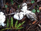 Hygrophorus ponderatus image