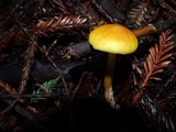 Gymnopilus aurantiophyllus image