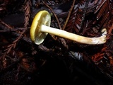 Gymnopilus aurantiophyllus image