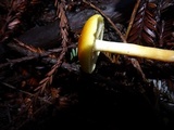 Gymnopilus aurantiophyllus image