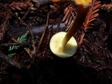 Gymnopilus aurantiophyllus image