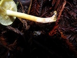 Gymnopilus aurantiophyllus image