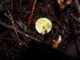 Gymnopilus aurantiophyllus image