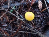 Gymnopilus aurantiophyllus image