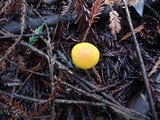 Gymnopilus aurantiophyllus image