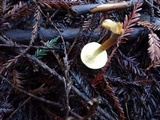 Gymnopilus aurantiophyllus image