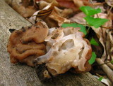 Gyromitra korfii image