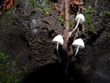 Mycena subcana image