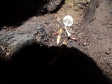 Mycena subcana image