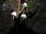 Mycena subcana image
