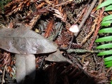 Mycena purpureofusca image