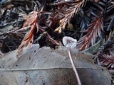 Mycena purpureofusca image