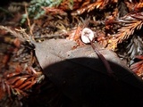Mycena purpureofusca image