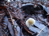 Clitocybe patelliformis image