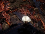 Clitocybe patelliformis image
