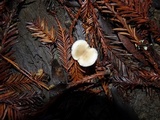 Clitocybe patelliformis image