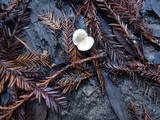 Clitocybe patelliformis image