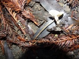 Clitocybe patelliformis image