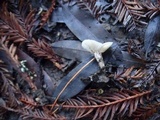 Clitocybe patelliformis image