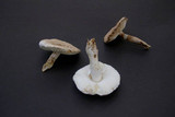 Leucoagaricus barssii image