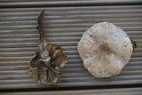 Leucoagaricus barssii image