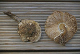 Leucoagaricus barssii image