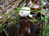 Inocybe insinuata image