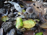 Mycena leptocephala image
