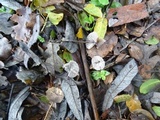 Mycena leptocephala image