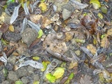 Mycena leptocephala image