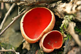 Sarcoscypha austriaca image