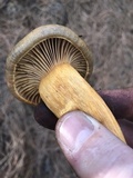 Chroogomphus rutilus image
