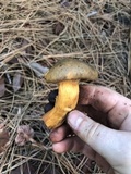Chroogomphus rutilus image
