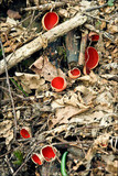 Sarcoscypha austriaca image