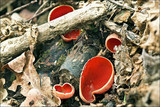 Sarcoscypha austriaca image