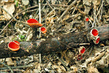 Sarcoscypha austriaca image