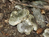 Tricholoma saponaceum image