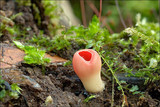 Sarcoscypha austriaca image