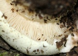 Tricholoma saponaceum image