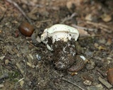 Tricholoma saponaceum image