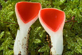 Sarcoscypha austriaca image
