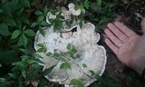 Meripilus sumstinei image